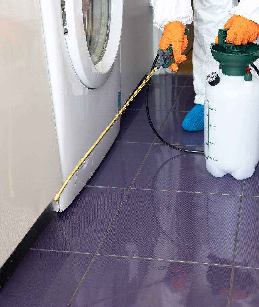 Dedetização em Maringá