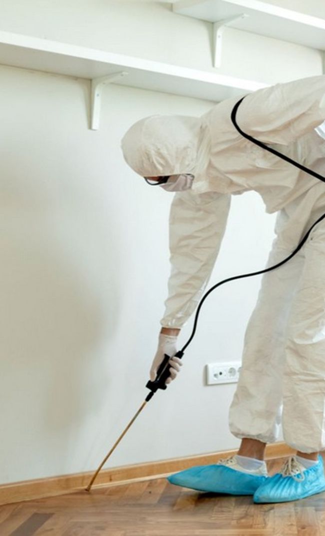 dedetizadora em Maringá